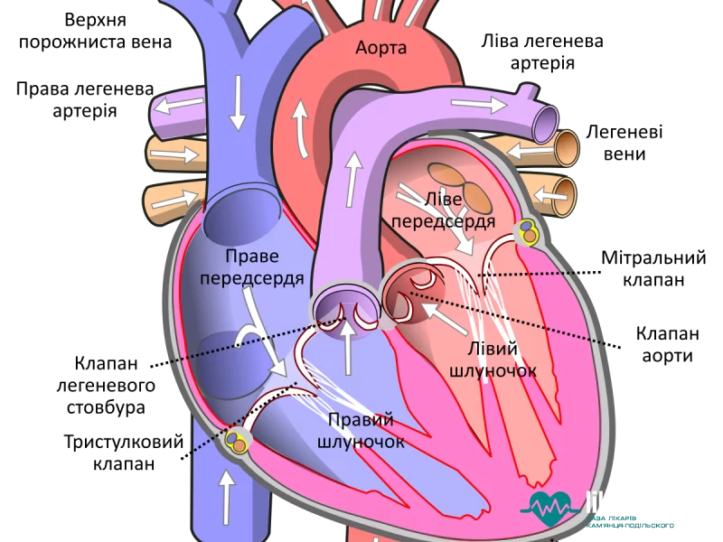 Протезування серцевого клапана